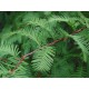 Metasequoia Glyptostroboides " metasekvoj čínská " 15 SEMEN
