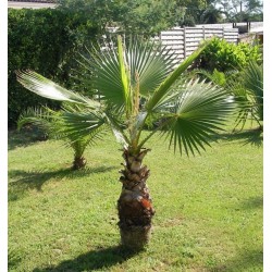 Palma Washingtonia robusta " 5 SEMEN v balení