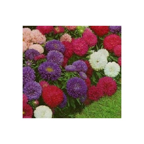 Astra čínská Colour carpet " Směs barev " 100 SEMEN v balení