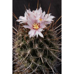 Kaktus Eriosyce taltalensis" v balení 10 semen