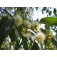 Eucalyptus globulus - Blahovičník kulatoplodý v Balení 20 semen