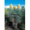 Yucca Rigida v Balení 8 semen