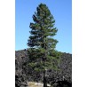 Borovice Jeffreyova - Pinus Jeffreyi v Balení 8 semen