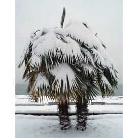100 semen Palma Trachycarpus Fortunei Zvýhodněná nabídka