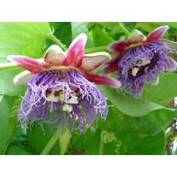 Passiflora quadrangularis - Mučenka obrovská" 5 semen