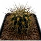 Kaktus Acanthocalycium griseum P 49 v balení 20 semen