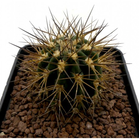 Kaktus Acanthocalycium griseum P 49 v balení 20 semen