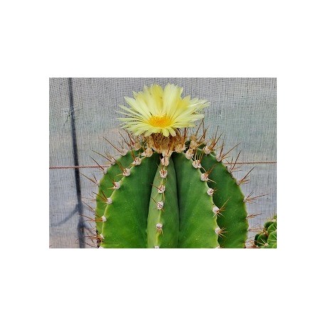 Kaktus Astrophytum ornatum var. virens Balení obsahuje 10 semen