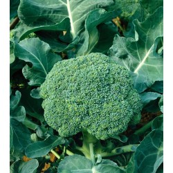 Brokolice Limba " 100 semen v balení