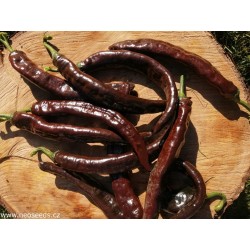 Sazenice chilli Cacho Negro velikodt cca 10 cm