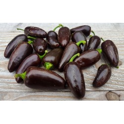 Sazenice chilli Jalapeňo Azabache velikost cca 10 cm