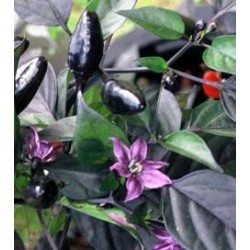 Sazenice chilli Royal Black velikost cca 10 cm