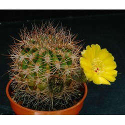 Kaktus Acanthocalycium thionanthum LF 43a Balení obsahuje 20 semen