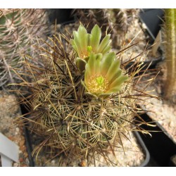 Kaktus Ancistrocactus scheeri RS 382 Hipolito Coah Balení obsahuje 20 semen