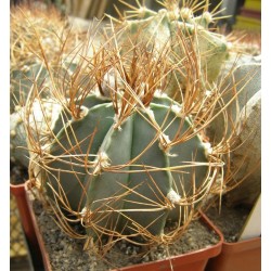 Kaktus Astrophytum senile var. aureum MZ 256 Balení obsahuje 20 semen