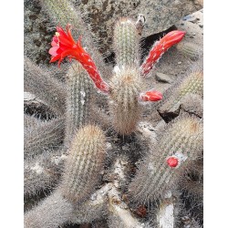 Kaktus Cleistocactus acanthurus subs. pullatus Balení obsahuje 20 semen