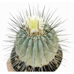 Kaktus Copiapoa dealbata (odb. na Caleta Angosta) Balení obsahuje 20 semen