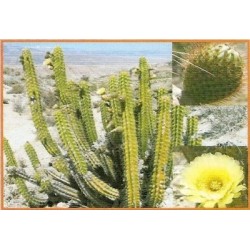 Kaktus Corryocactus brevistylus Balení obsahuje 10 semen