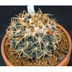 Kaktus Coryphantha bumamma v. bianca Balení obsahuje 20 semen