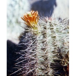Kaktus Echinocereus neomexicanus Balení obsahuje 10 semen