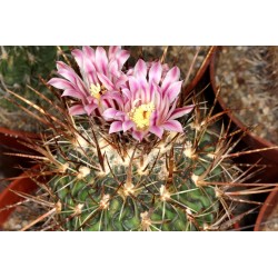 Kaktus Echinofossulocactus obvallatus Balení obsahuje 20 semen