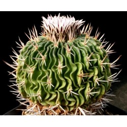 Kaktus Echinofossulocactus pentacanthus PP 403 Balení obsahuje 20 semen