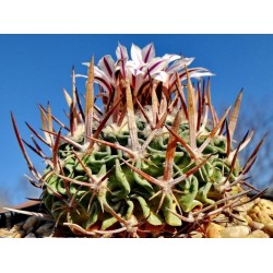 Kaktus Echinofossulocactus phyllacanthus Balení obsahuje 20 semen