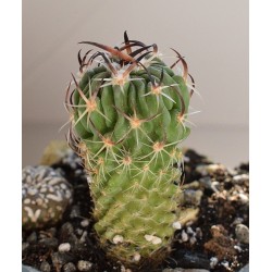 Kaktus Echinofossulocactus sp. Ixmiquilpan CH 427 Balení obsahuje 20 semen