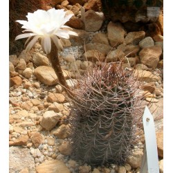 Kaktus Echinopsis leucantha San Blas Balení obsahuje 20 semen
