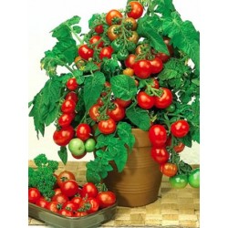 Sazenice rajče Vilma truhlíkové vzpřímené