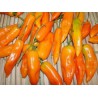 Chilli paprička Cayene pepper " Kajenský pepř " 10 SEMEN