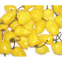 Chilli Yellow Habanero " 10 SEMEN v balení