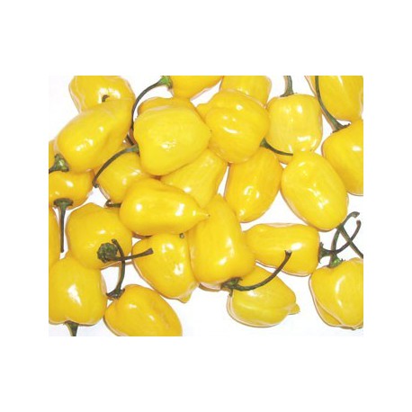 Chilli Yellow Habanero " 10 SEMEN