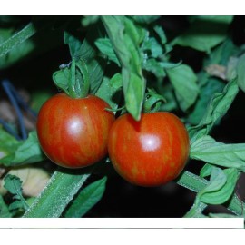 Divoké rajče " 15 SEMEN v balení